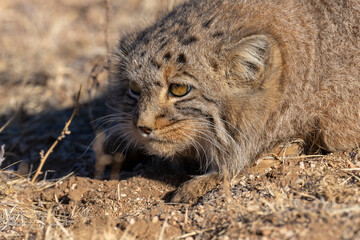 Manul or Pallas's cat close up
