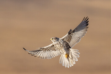 Saker falcon fly over Margaz Mountains landscape