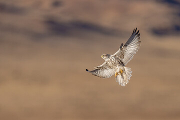 Saker falcon fly over Margaz Mountains landscape