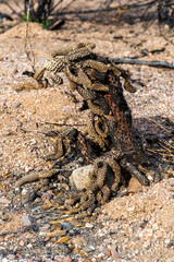 A badly burned cactus after a wild fire