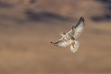 Saker falcon fly over Margaz Mountains landscape