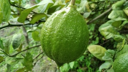 Citrus green lemon organic and fresh fruit