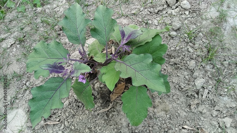 Wall mural Solanum melongena eggplant tree with eggplant flower