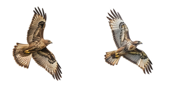 common buzzard in flight isolated on a white background. Generative AI.