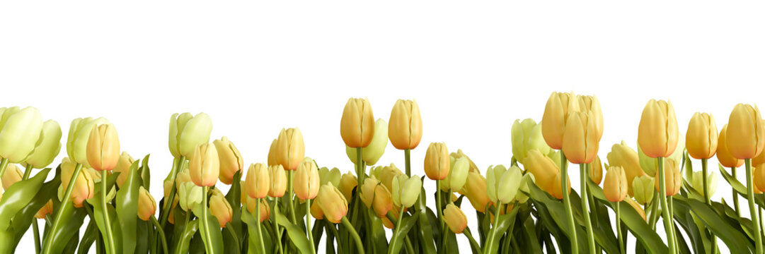 Border of yellow tulip flowers isolated on transparent - Powered by Adobe