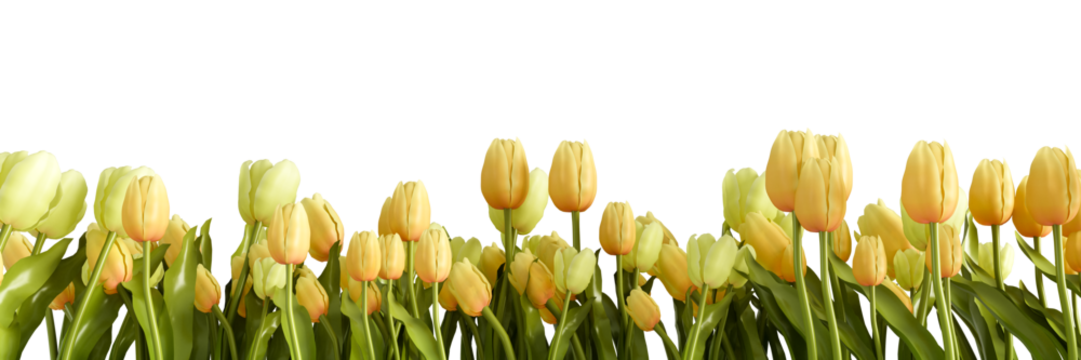Border of yellow tulip flowers isolated on transparent