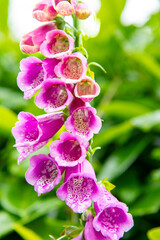 Close up of the Digitalis purpurea, purple foxglove or common foxglove, a toxic species of flowering plant native to most of temperate Europe with out of focus green in background