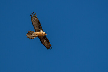 Lammergeier or Bearded vulture fly in blue sky