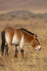 Przewalski's horse or Takhi