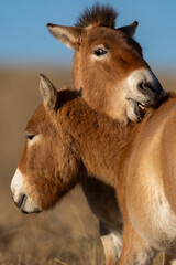 Przewalski's horse or Takhi