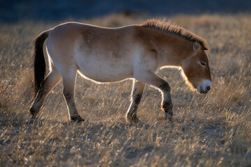 Przewalski's horse or Takhi