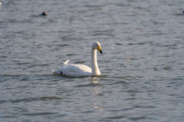 Fototapeta premium Swans in the winter river