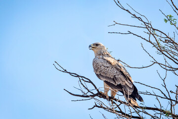 Long legged buzzard or Buteo rufinus bird of prey closeup or portrait perched on branch of a tree during winter season migration at tal chhapar blackbuck sanctuary churu rajasthan india asia