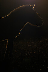 Przewalski's horse or Takhi