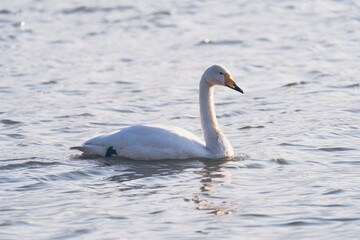 Fototapeta premium Swans in the winter river