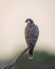 Laggar falcon or Falco jugger an angry and migratory bird Sitting on perch with green background during winter morning in an open grass field of tal chhapar blackbuck sanctuary rajasthan india asia