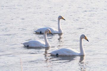 Fototapeta premium Swans in the winter river