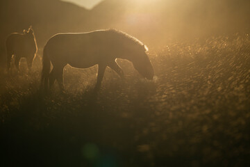 Przewalski's horse or Takhi