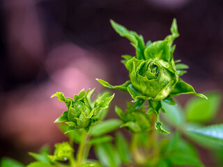 Shape and colors of Princess Midori roses that begin to bloom