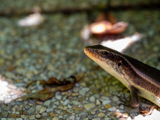 Common sun skink hiding in the garden