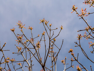 Red leaf of spring tree buds and clear blue sky