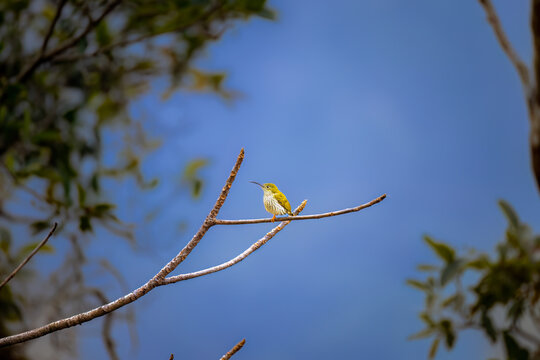 Streaked spiderhunter seating on a branch. 