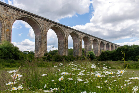 Low angle view of white wildflowers in Ty Mawr Country Park in Cefn Mawr, Trevor, Wrexham, UK with in background part of the Pontcysyllte Aqueduct
