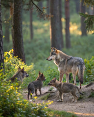 Louve et louveteaux dans la for&ecirc;t