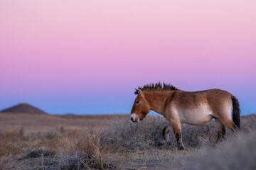 Przewalski's horse or Takhi
