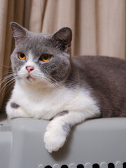 Cute blue with white British Shorthair cat kitten, sitting up side ways
