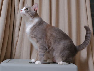 Close up of British Short Hair cat kitten with bright orange eyes looking up