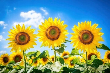 Vivid blossoming sunflowers with yellow petals growing in lush field in summer at daytime