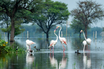 nature scenery natural painting by Greater flamingo or Phoenicopterus roseus flock or flamingos family in winter season migration Keoladeo National Park forest Bharatpur bird sanctuary rajasthan india