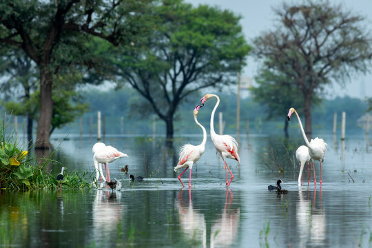 nature scenery natural painting by Greater flamingo or Phoenicopterus roseus flock or flamingos family in winter season migration Keoladeo National Park forest Bharatpur bird sanctuary rajasthan india