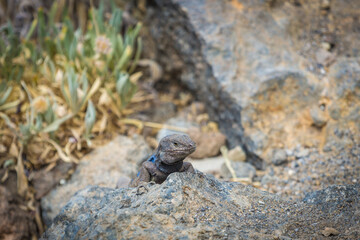 neugierige männliche Eidechse hinter  einem Stein auf Teneriffa