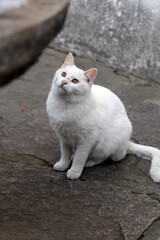 A squatting white stray cat, photographed in Xiyuan Temple, Suzhou, Jiangsu, China