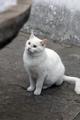 A squatting white stray cat, photographed in Xiyuan Temple, Suzhou, Jiangsu, China