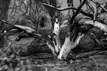 Tonto National Forest wild fires aftermath in black and white