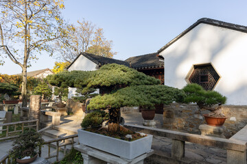 Pine tree bonsai in Liuyuan Garden, Suzhou, Jiangsu, China