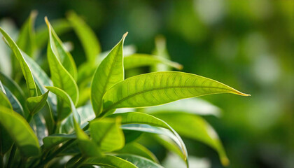 Obraz premium Green tea leaves, close-up view of fresh, vibrant green tea plant leaves against a blurred green background