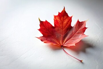 Single red maple leaf against an isolated white background with shallow depth of field