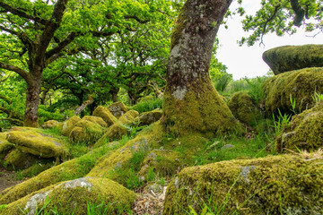 Low angle view under the canopy of green trees in Wistman's Wood, an ancient temperate rainforests and high-altitude oakwood in Dartmoor National Park, Devon, UK with large moss-covered rocks