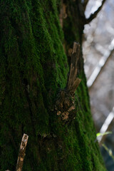 Obraz premium ramo spezzato