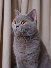Close up of British Short Hair cat kitten with bright orange eyes looking up