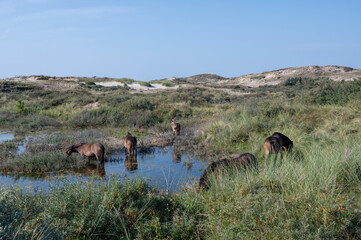 Wild horses at a small lake in a dune landscape