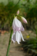 Obraz premium Orange River lily.Orange River lily flowers