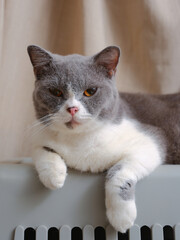 Cute blue with white British Shorthair cat kitten, sitting up side ways