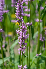 Common hedgenettle flowers