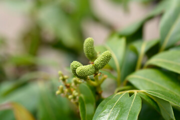 Lychee immtaure fruit