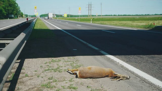 The body of a roadkill animal lies on the side of the road, cars drive by. Road accident, dead animal on the road. A roe deer or fallow deer lies on the road on a sunny day. The body of a dead animal.